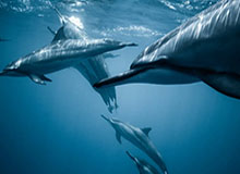 世界杯高清入口-记者:曼城vs狼队裁判哈利姆未被取消英超执法资格